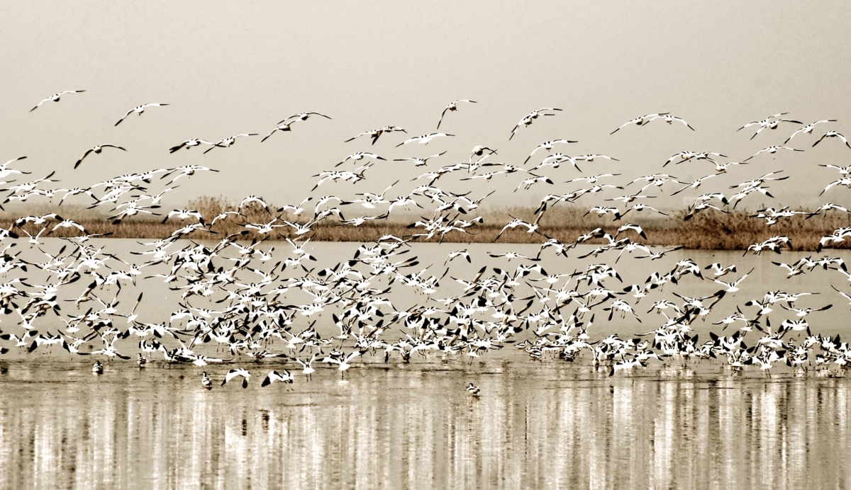 洞庭天下水，最美南洞庭 ——《沅江市南洞庭湖旅游總體規(guī)劃及重點(diǎn)景區(qū)概念性規(guī)劃》
