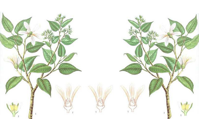 成為全球龍腦產(chǎn)業(yè)的引領(lǐng)者，遠(yuǎn)景智庫(kù)為新晃龍腦制定發(fā)展戰(zhàn)略規(guī)劃